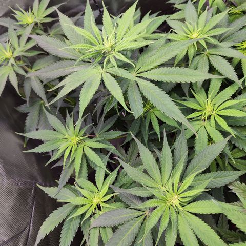 Shogun growlog timeline photo