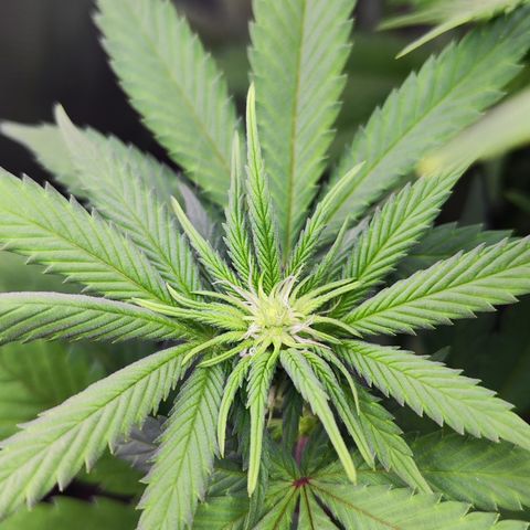 Watermelon growlog timeline photo