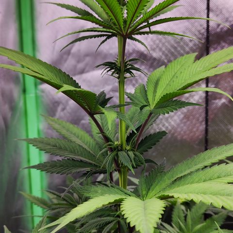 Watermelon growlog timeline photo