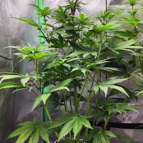 Watermelon growlog timeline photo