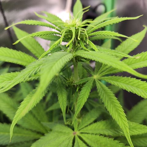 Shogun growlog timeline photo