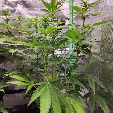 Shogun growlog timeline photo