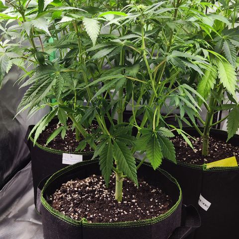 Critical growlog timeline photo