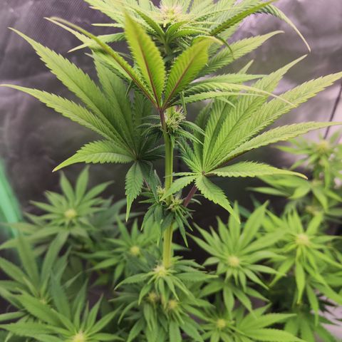 Watermelon growlog timeline photo