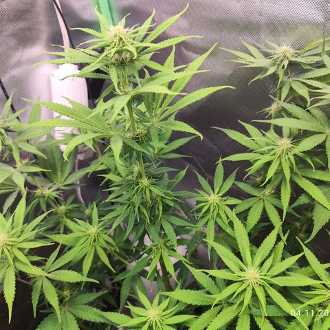 Shogun growlog timeline photo
