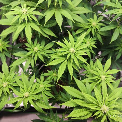 Critical growlog timeline photo