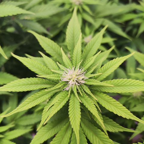 Critical growlog timeline photo