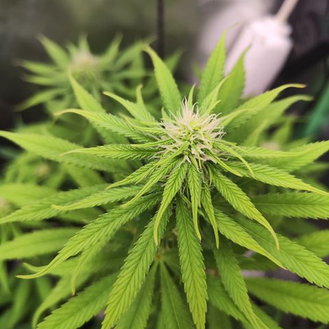 Shogun growlog timeline photo