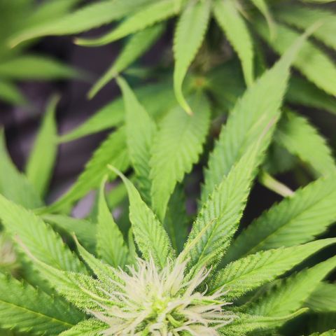 Shogun growlog timeline photo