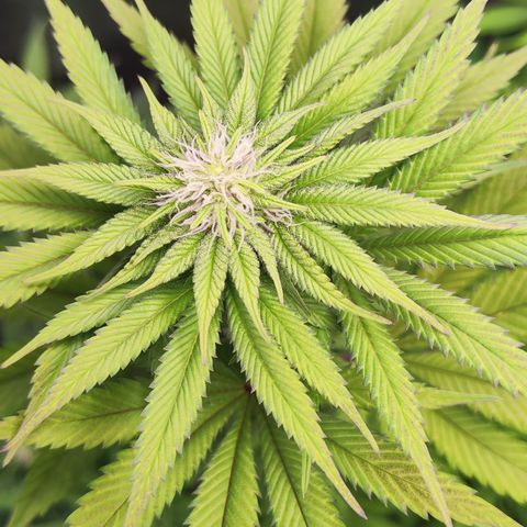 Watermelon growlog timeline photo
