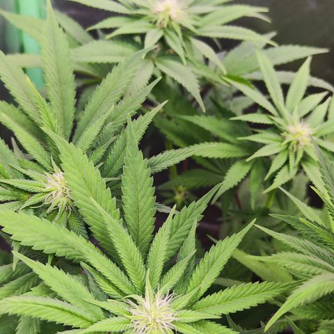 Watermelon growlog timeline photo