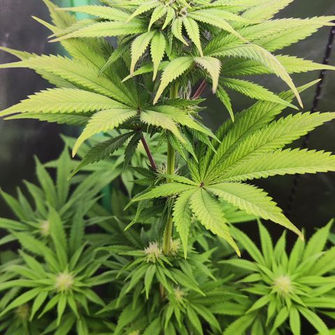 Watermelon growlog timeline photo