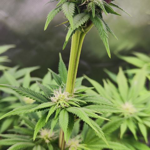 Watermelon growlog timeline photo
