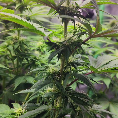 Critical growlog timeline photo