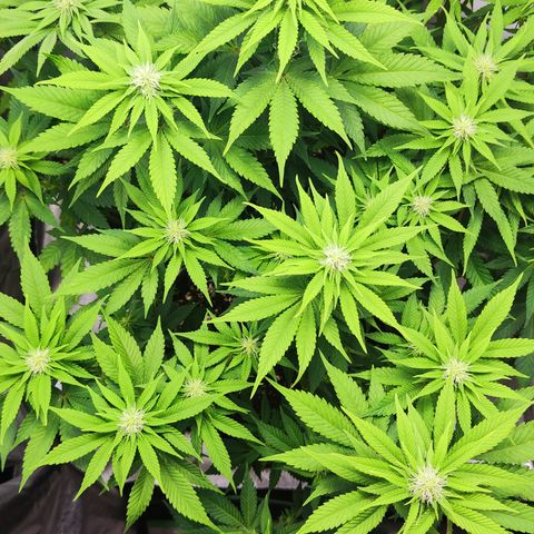 Critical growlog timeline photo