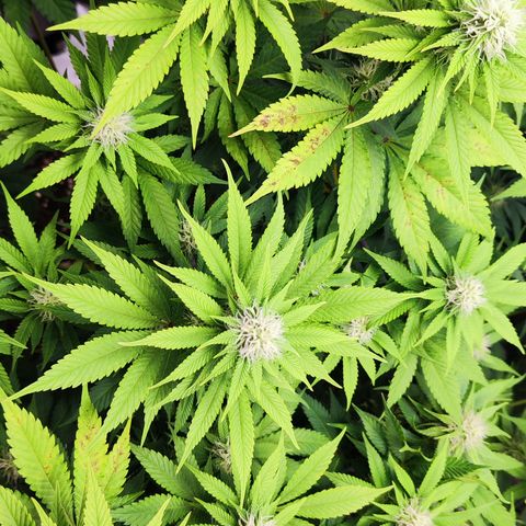 Critical growlog photo: Mangelerscheinungen werden etwas mehr 