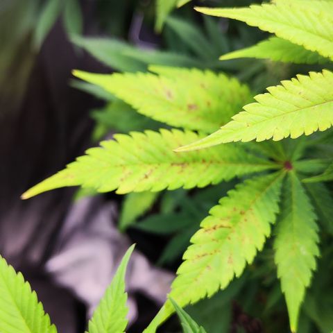 Critical growlog photo: Mangelerscheinungen werden etwas mehr 