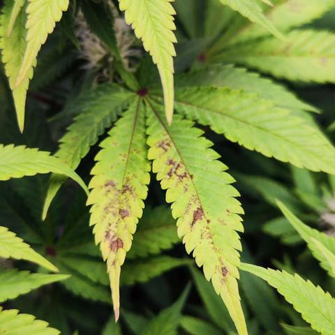 Critical growlog photo: Mangelerscheinungen werden etwas mehr 