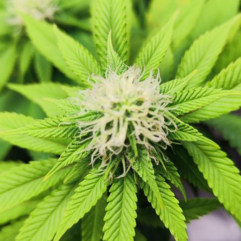 Critical growlog photo: Mangelerscheinungen werden etwas mehr 