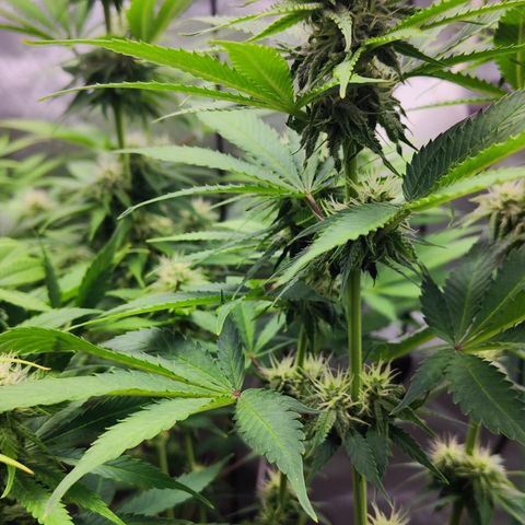 Shogun growlog timeline photo