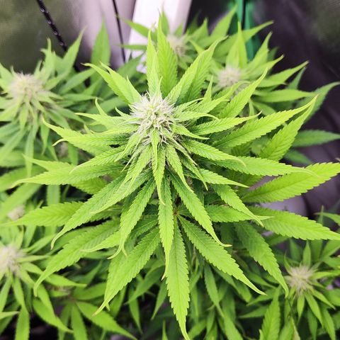 Shogun growlog timeline photo