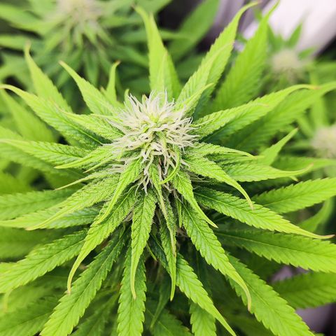 Shogun growlog timeline photo