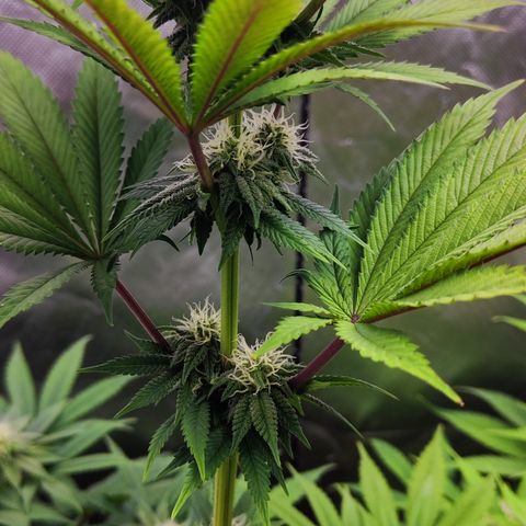 Watermelon growlog timeline photo