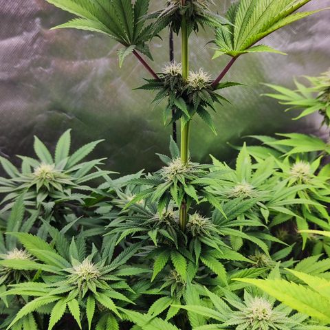 Watermelon growlog timeline photo