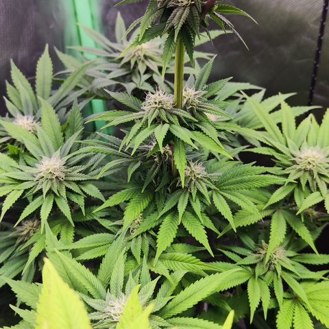 Watermelon growlog timeline photo