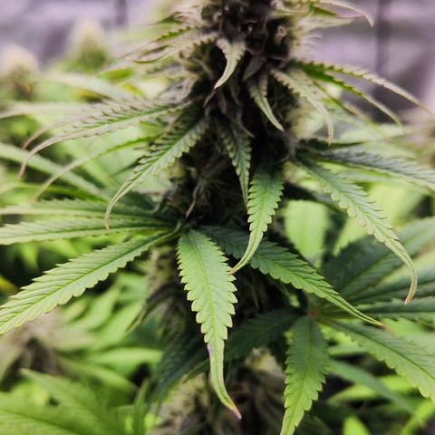 Shogun growlog timeline photo