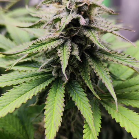 Shogun growlog timeline photo