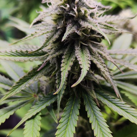 Shogun growlog timeline photo