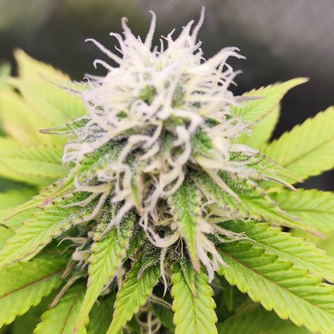 Critical growlog timeline photo