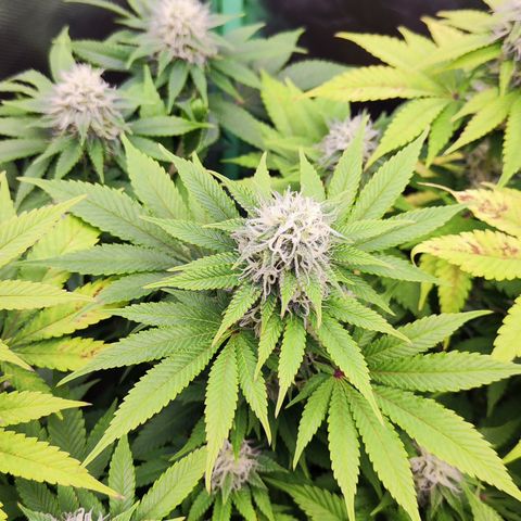 Critical growlog timeline photo