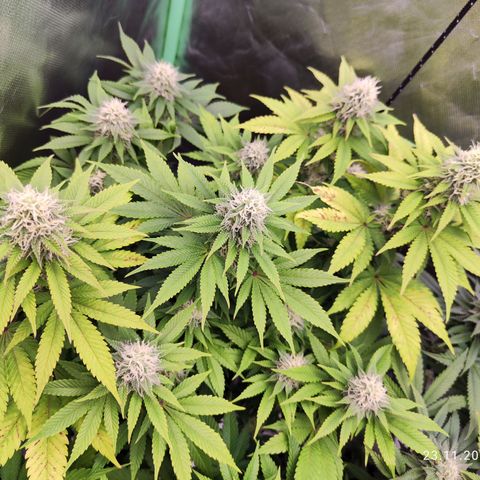 Critical growlog timeline photo