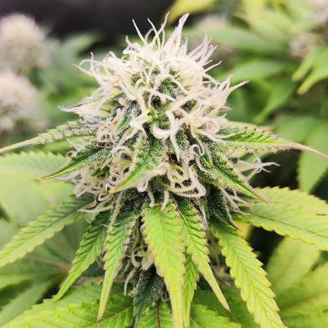 Critical growlog timeline photo
