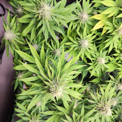 Shogun growlog timeline photo