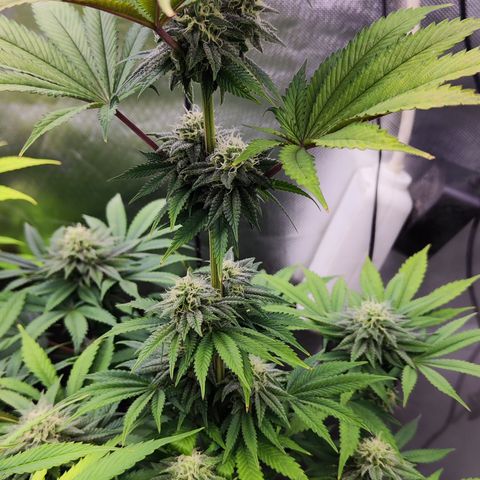 Watermelon growlog timeline photo