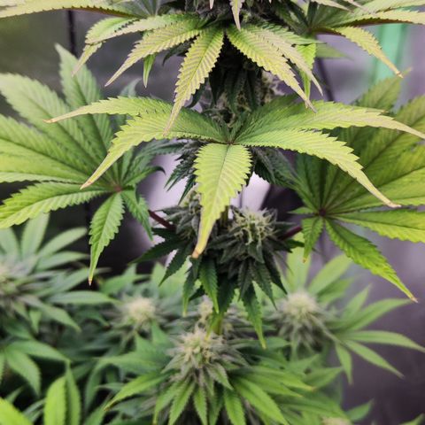 Watermelon growlog timeline photo