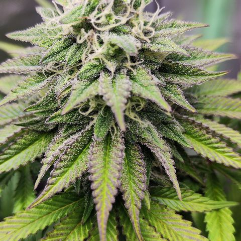Watermelon growlog timeline photo
