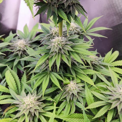 Watermelon growlog timeline photo