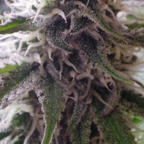 Shogun growlog timeline photo