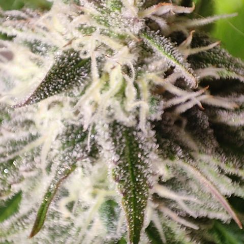 Shogun growlog timeline photo