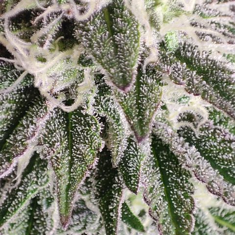Watermelon growlog timeline photo