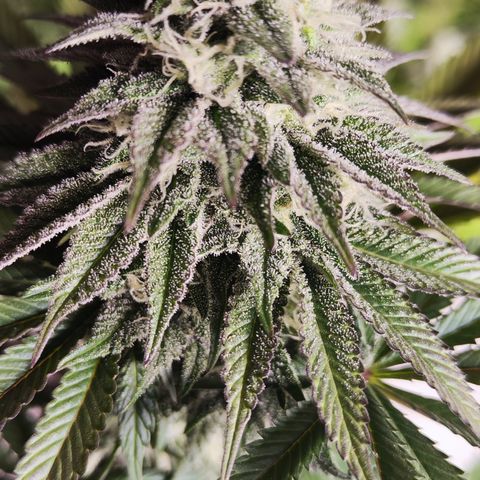 Watermelon growlog timeline photo