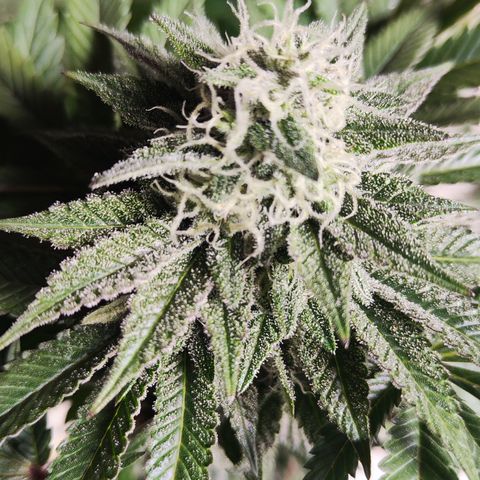 Watermelon growlog timeline photo
