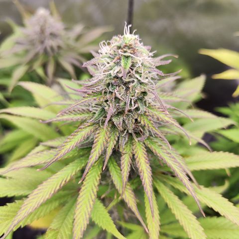 Shogun growlog timeline photo