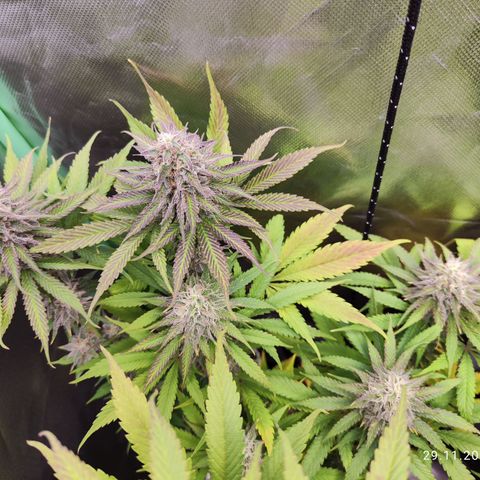 Shogun growlog timeline photo