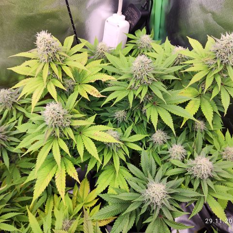 Critical growlog timeline photo