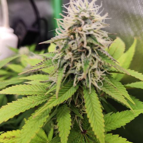 Critical growlog timeline photo